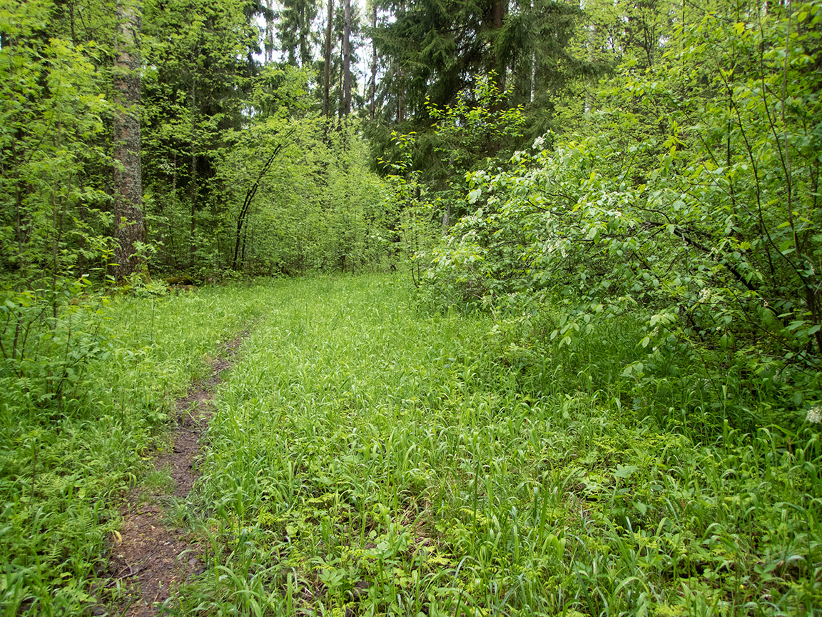 Дубна, image of landscape/habitat.