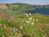 Гора Гузерипль, image of landscape/habitat.