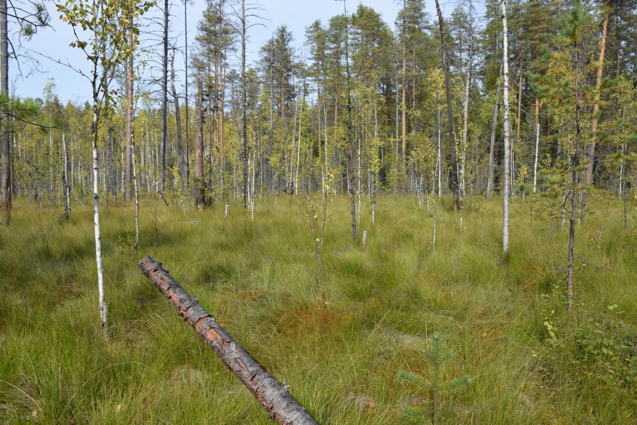 Окрестности устья реки Вига, image of landscape/habitat.