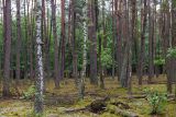 Бобинка и окрестности, image of landscape/habitat.