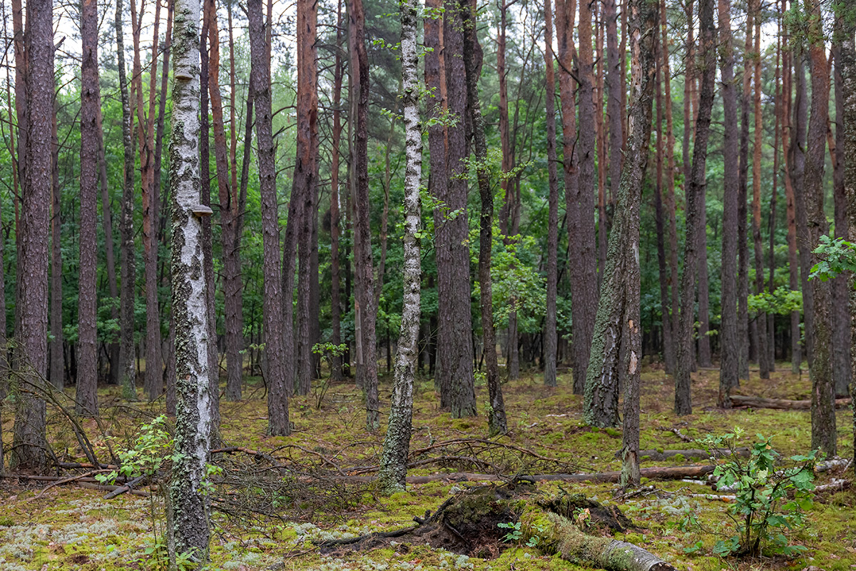 Бобинка и окрестности, image of landscape/habitat.