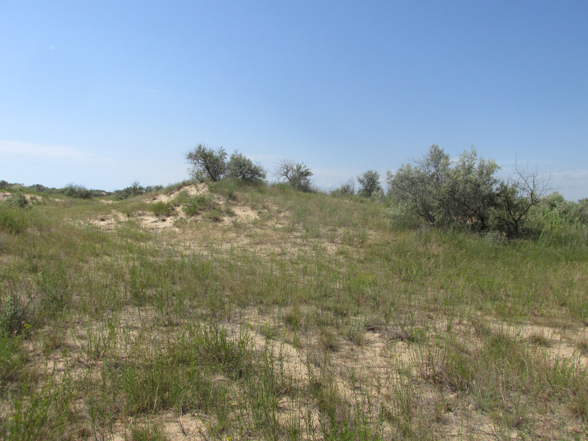 Витязевская коса, image of landscape/habitat.