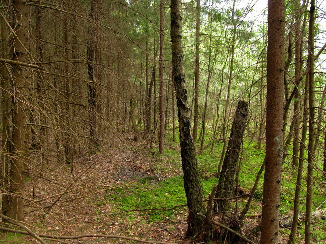 Верховое болото, image of landscape/habitat.