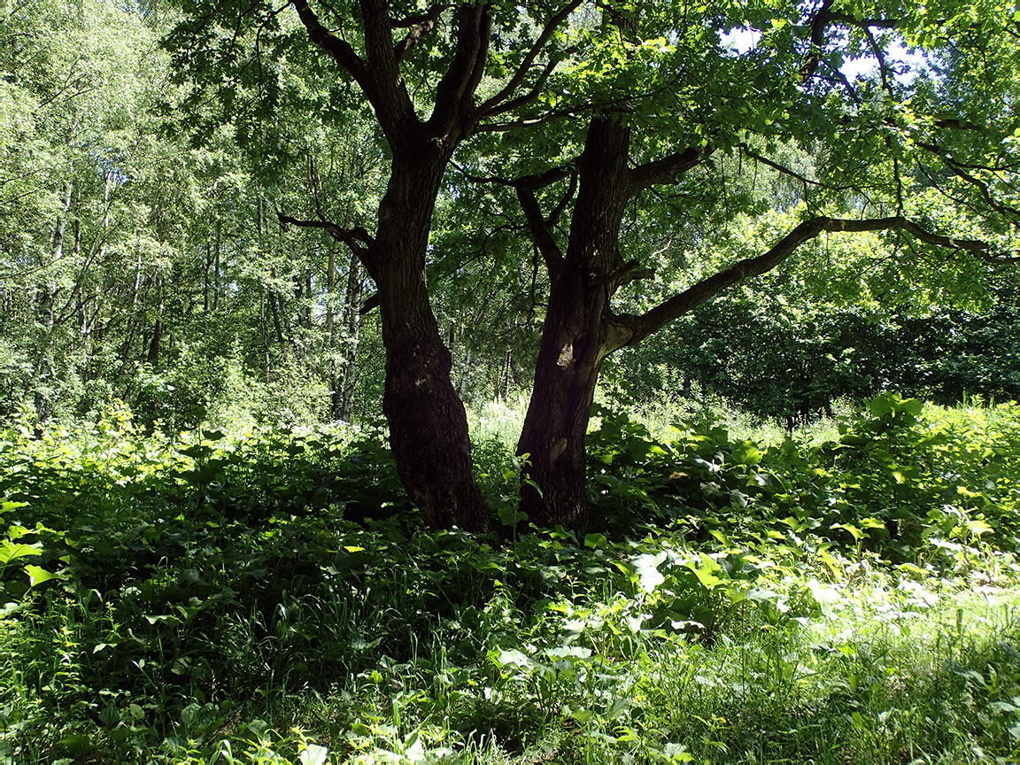 Заказник "Теплый Стан", image of landscape/habitat.