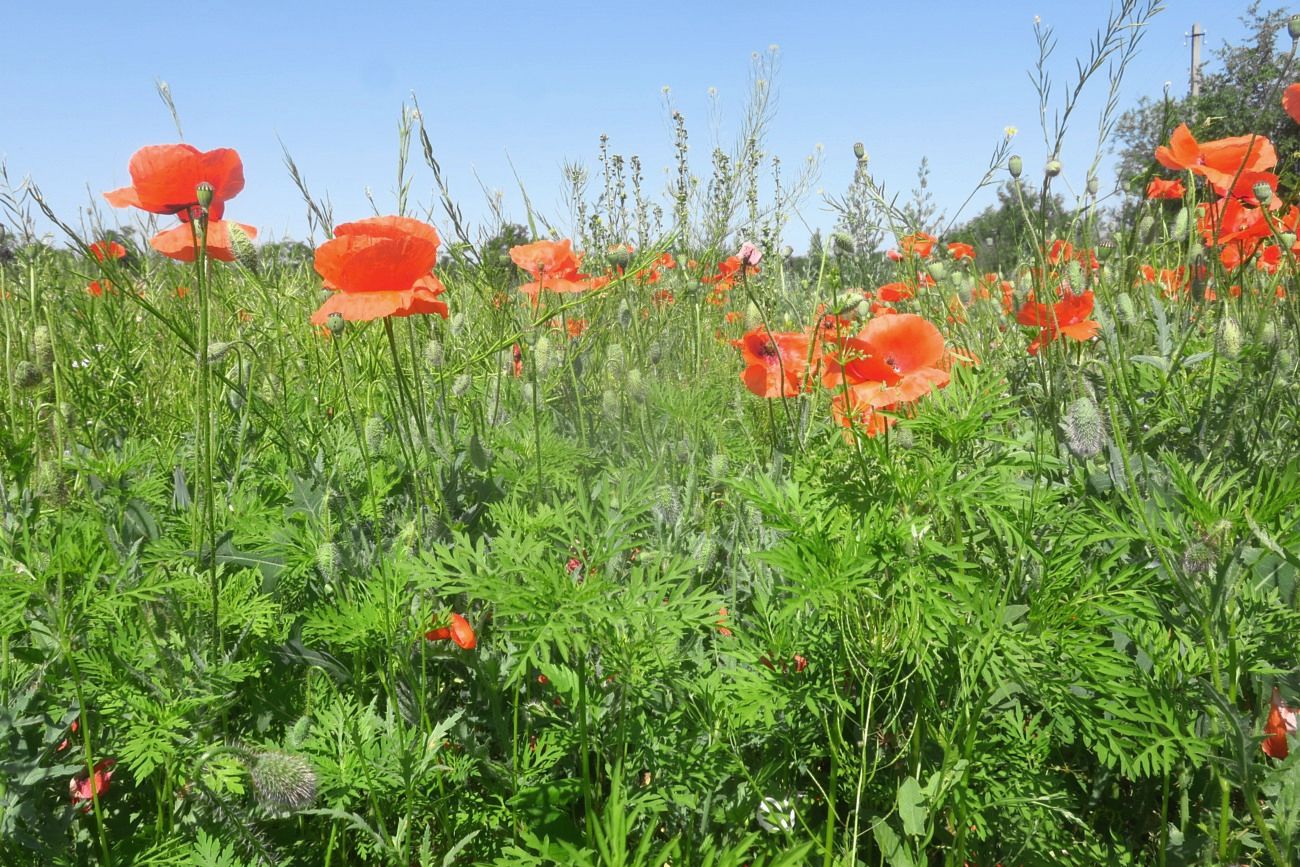 Луганск, image of landscape/habitat.