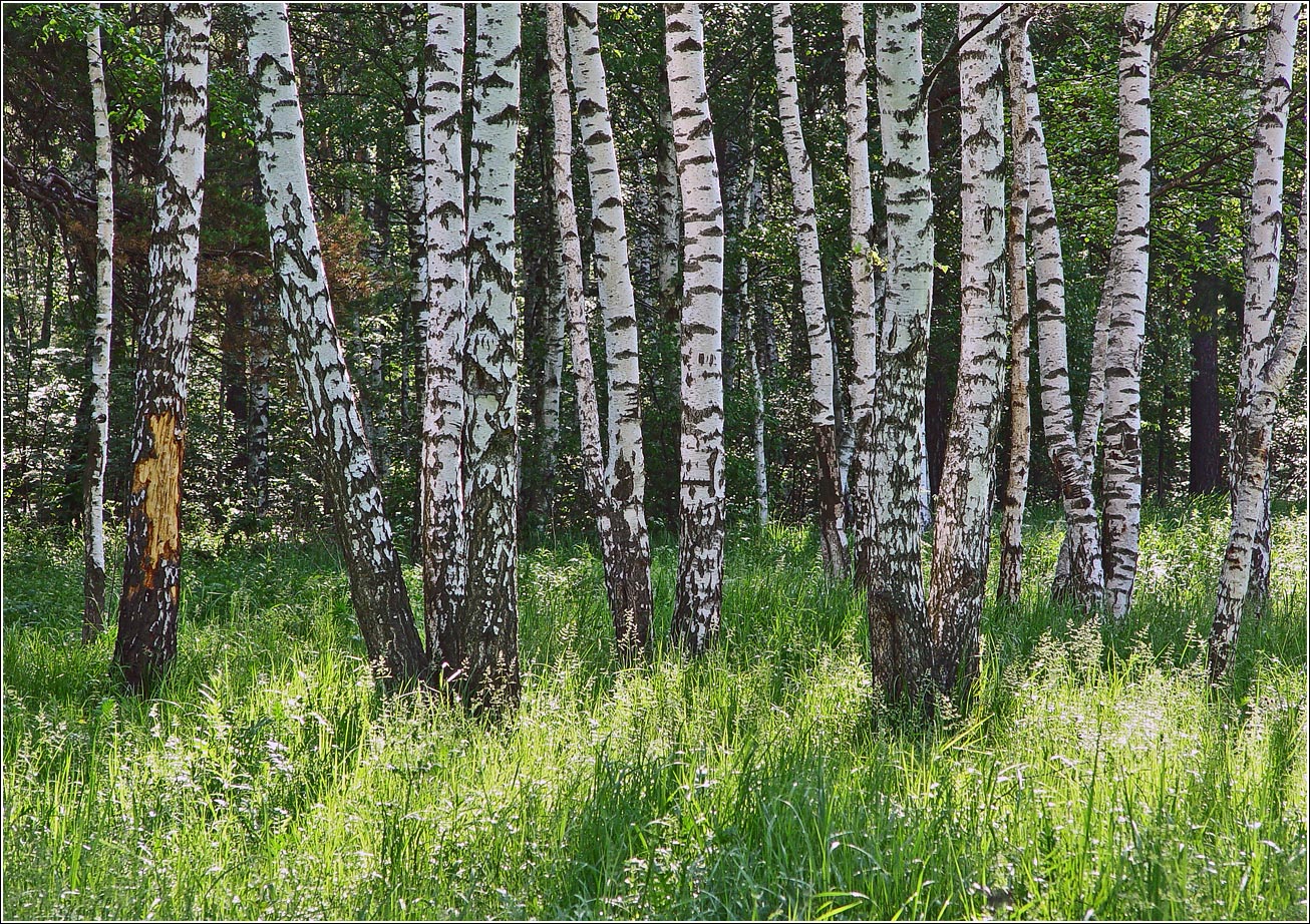 Окрестности Хрипани, image of landscape/habitat.