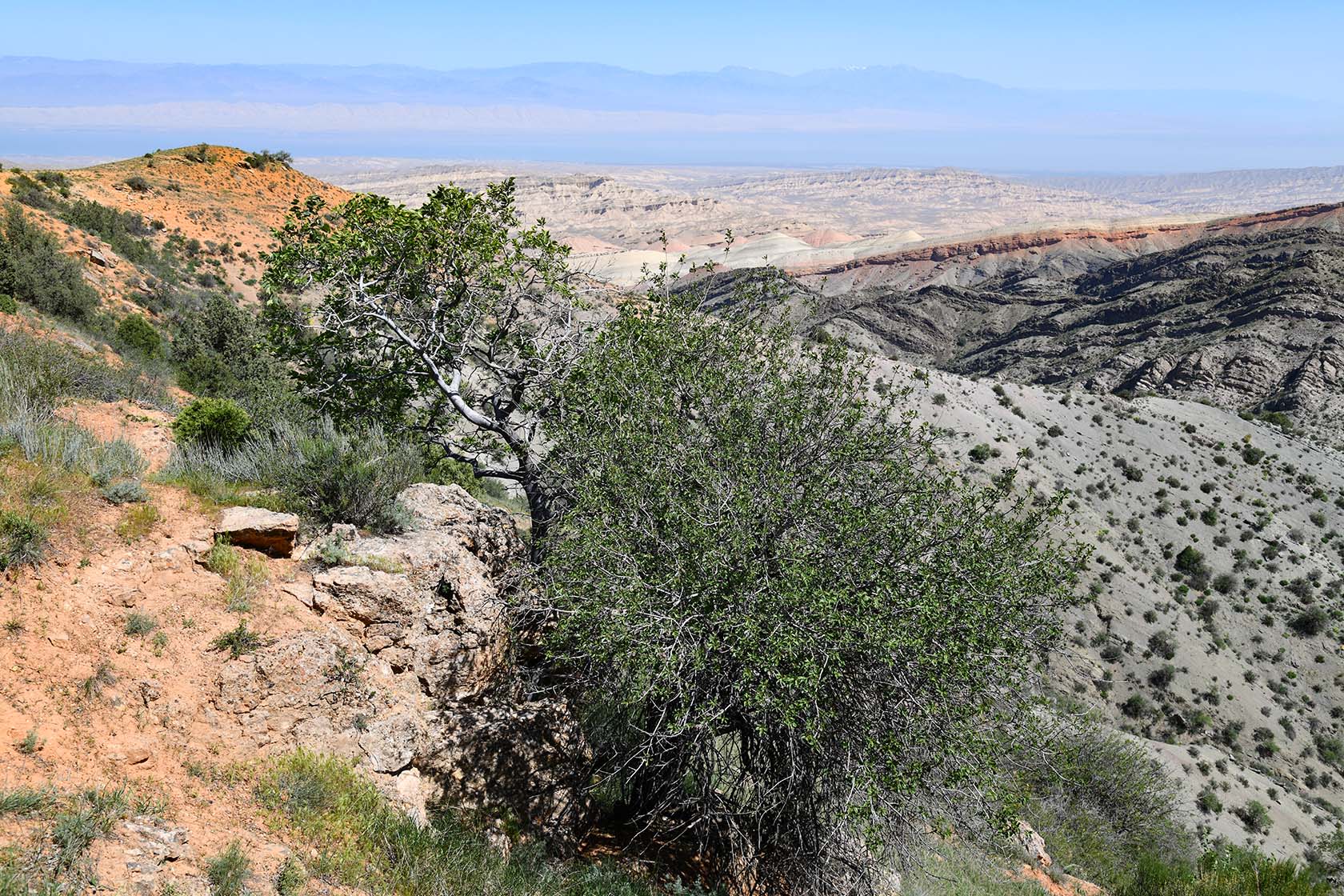 Гальчабаши, image of landscape/habitat.