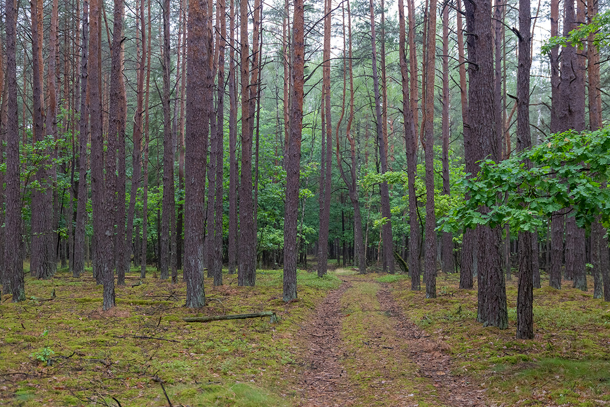 Бобинка и окрестности, image of landscape/habitat.