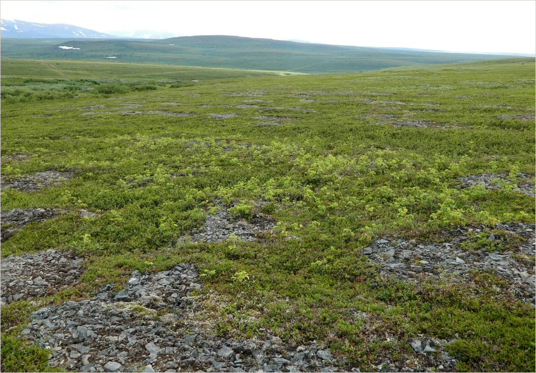 Левый Кечпель, image of landscape/habitat.