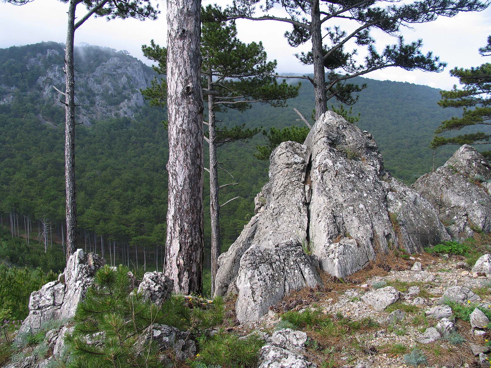 Никитская расселина, image of landscape/habitat.