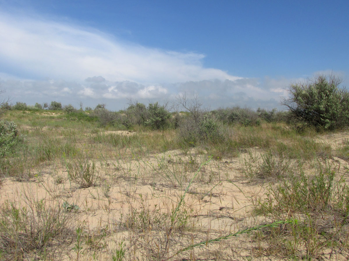 Витязевская коса, image of landscape/habitat.