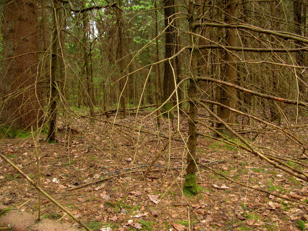 Верховое болото, image of landscape/habitat.