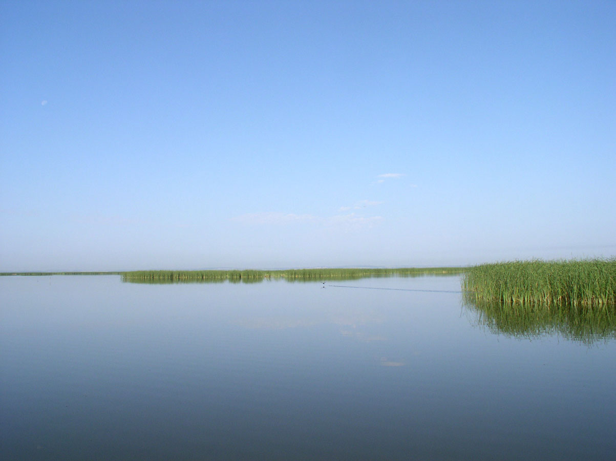 На берегах озера неро между москвой. Озеро Неро рыба. Растения озера Неро. Озеро Неро Ярославская область. Рыбалка на озере Неро в Ярославской области.