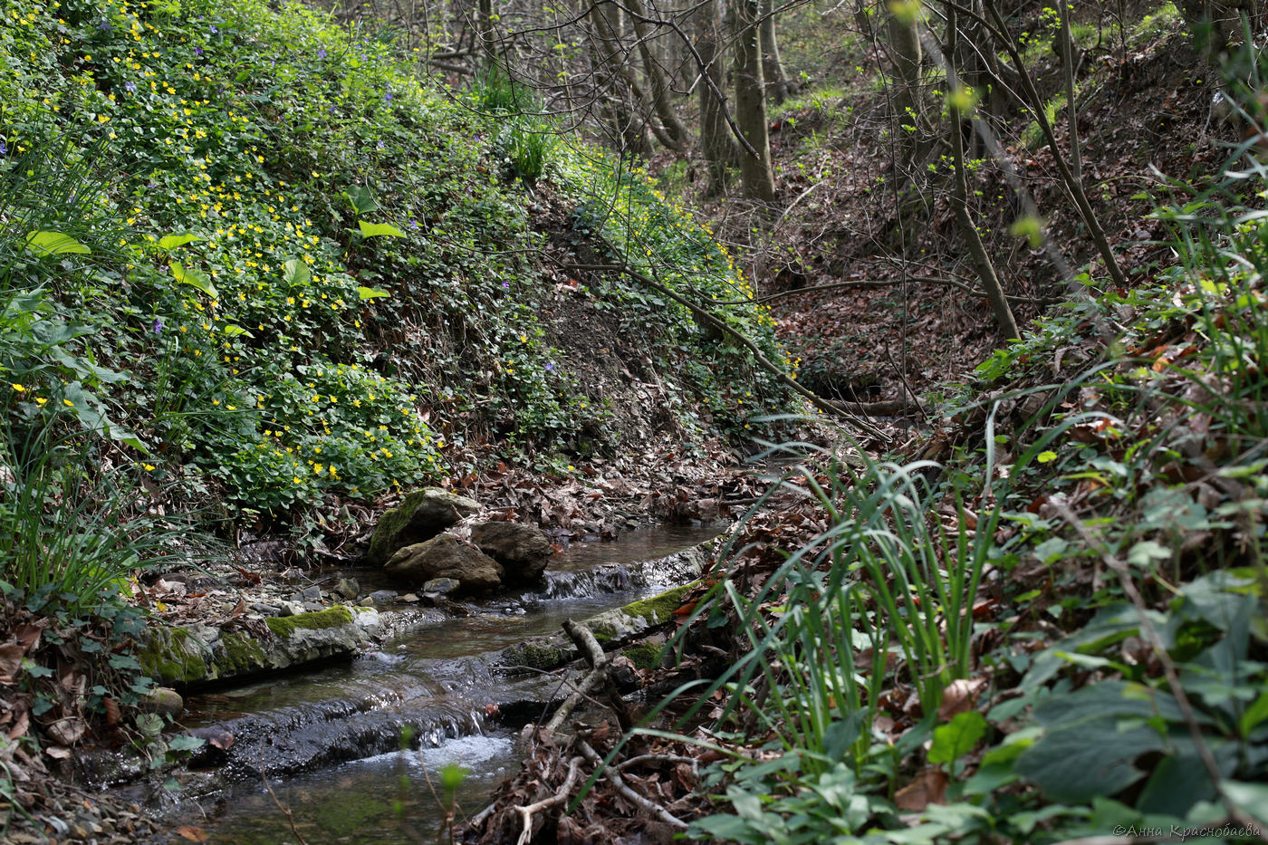 Долина ручья Красный Водопад, image of landscape/habitat.