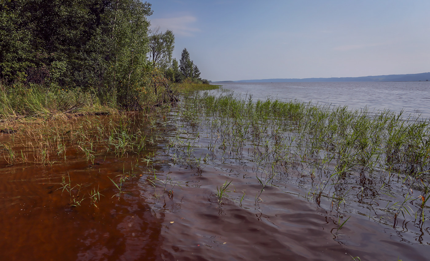 Кунчурихинский бор, image of landscape/habitat.