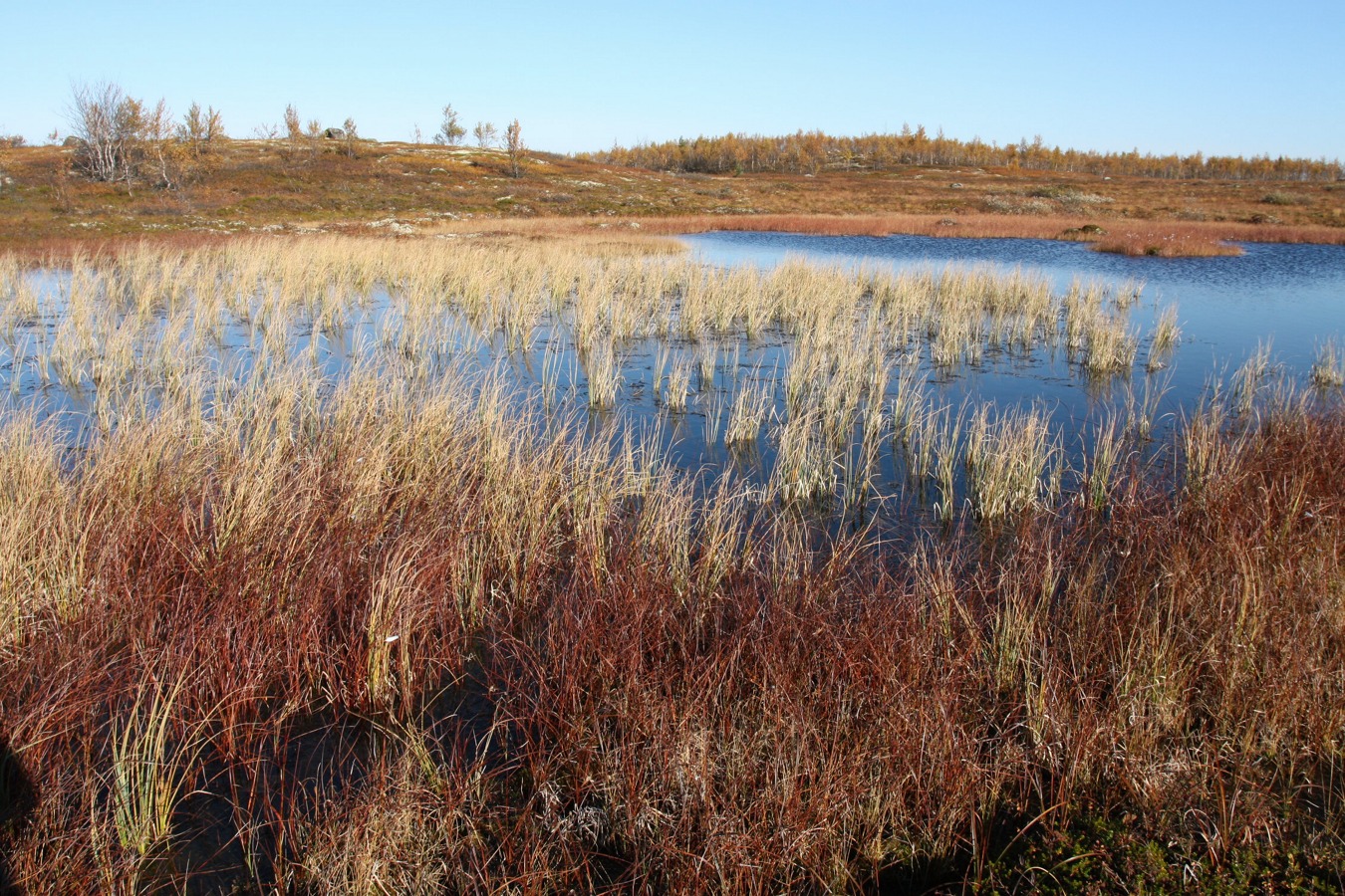 Могильный Ров, image of landscape/habitat.