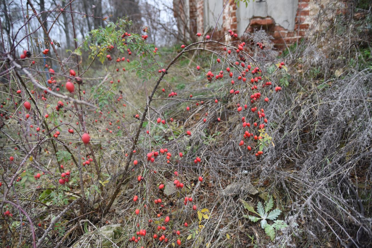 Окрестности села Хитрово, image of landscape/habitat.