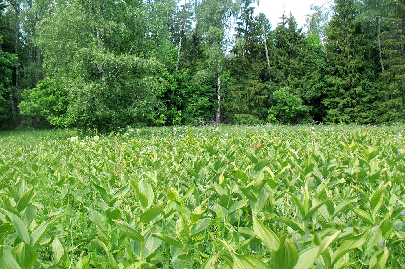 Приокско-Террасный заповедник, image of landscape/habitat.