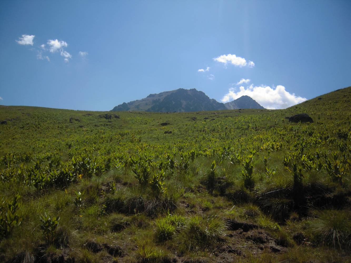 Урочище Джилы-Су, image of landscape/habitat.