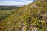 Прохоры, image of landscape/habitat.