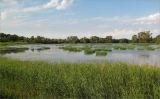 Луговой парк, image of landscape/habitat.