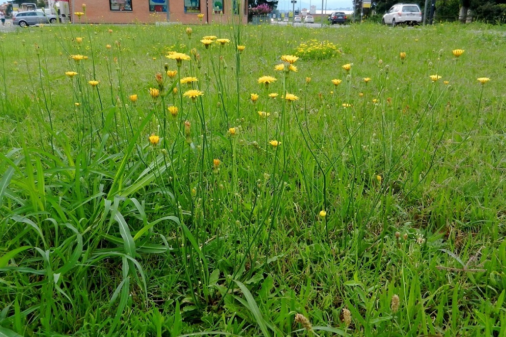 Верона и окрестности, image of landscape/habitat.