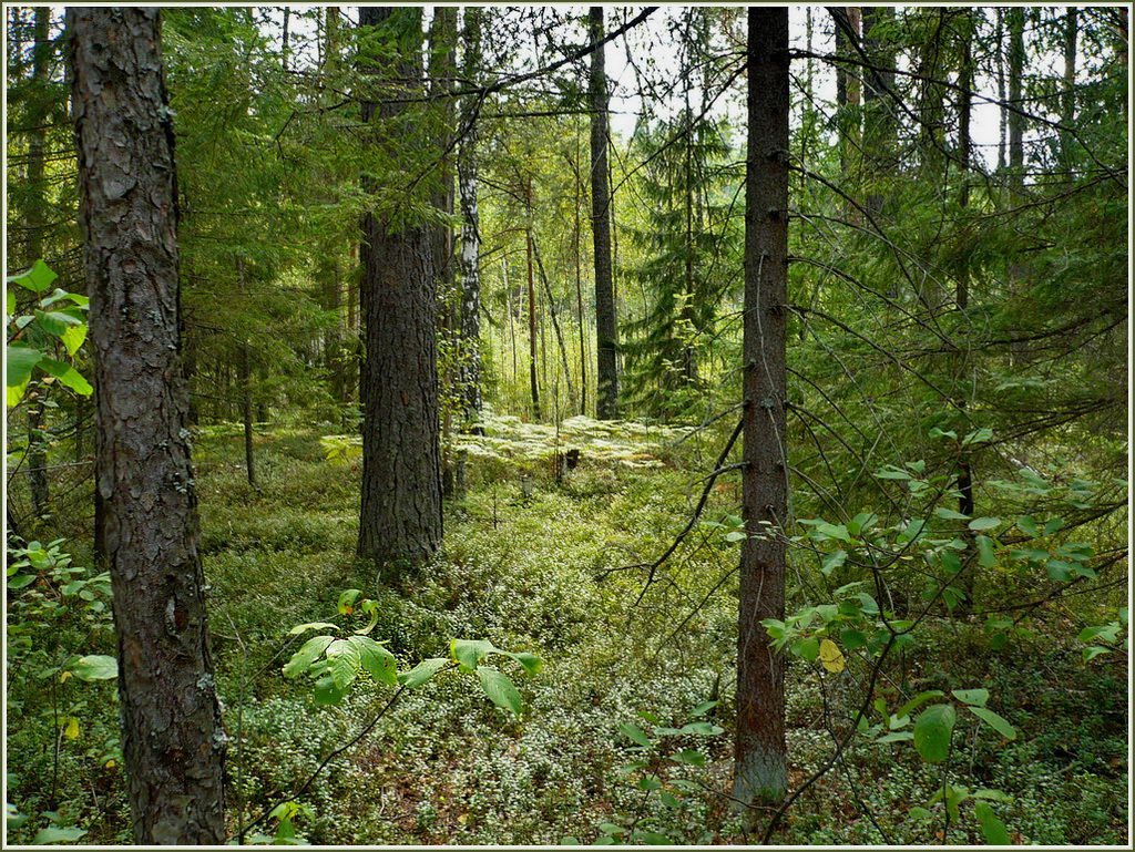 Урочище Торф, image of landscape/habitat.