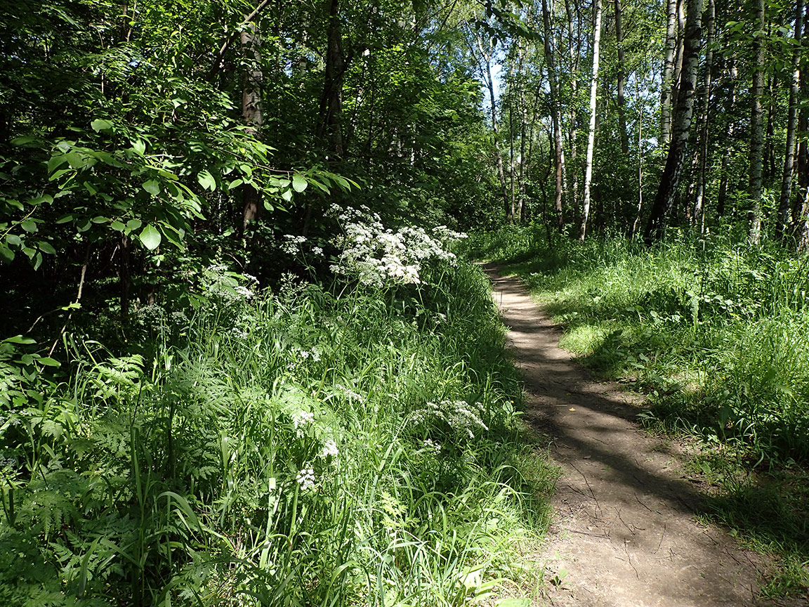 Заказник "Теплый Стан", image of landscape/habitat.