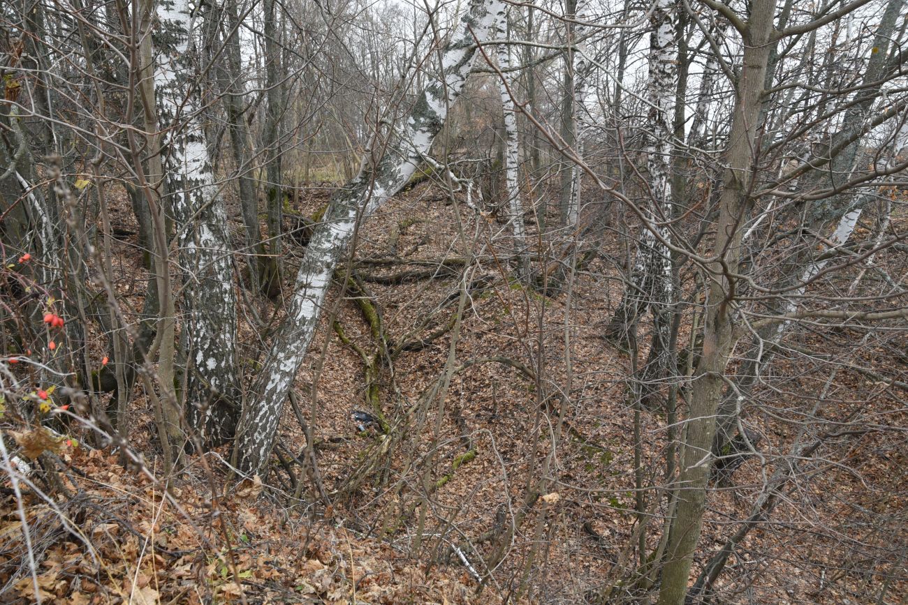 Окрестности села Хитрово, image of landscape/habitat.