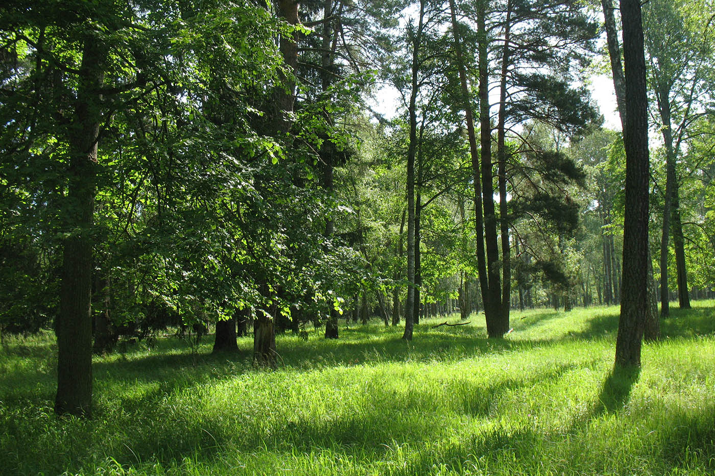 Приокско-Террасный заповедник, image of landscape/habitat.