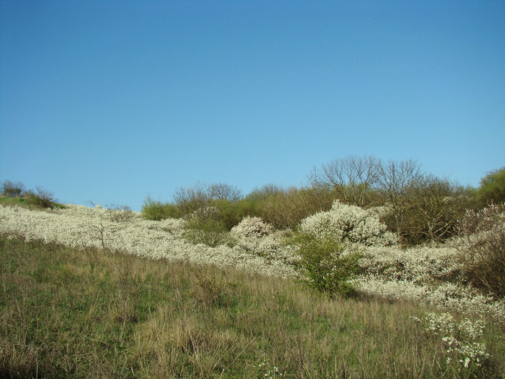 Роща на склоне над рекой Ея, image of landscape/habitat.