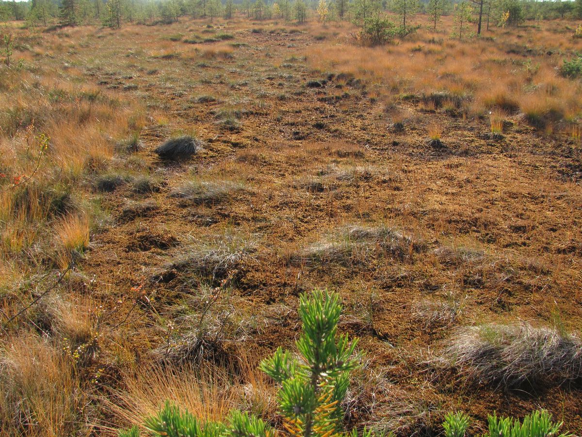 Северные окрестности Архангельска, image of landscape/habitat.