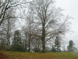 Центр Уппсалы, image of landscape/habitat.
