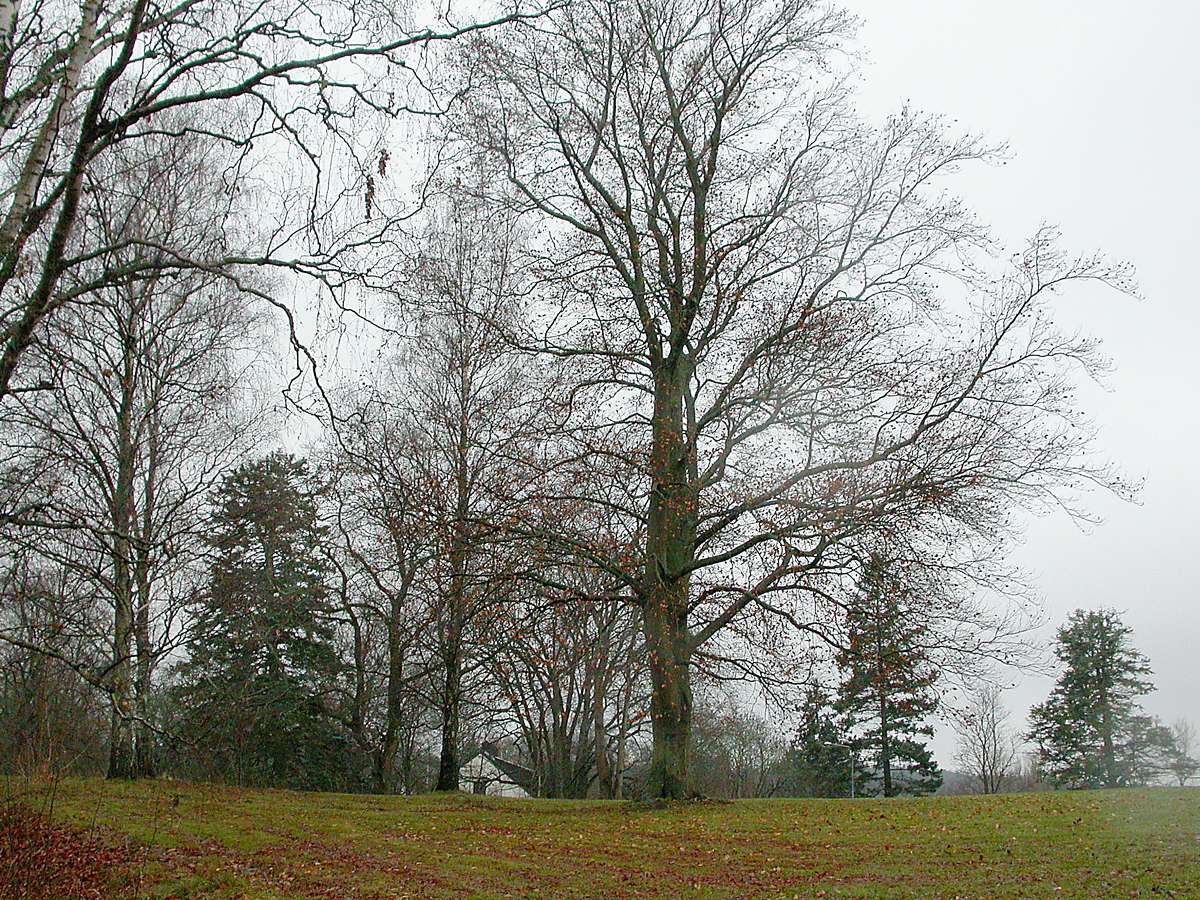 Центр Уппсалы, image of landscape/habitat.