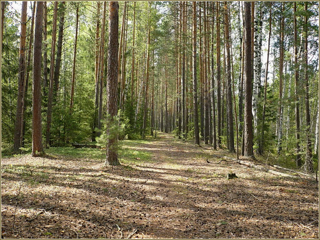 Урочище Торф, изображение ландшафта.