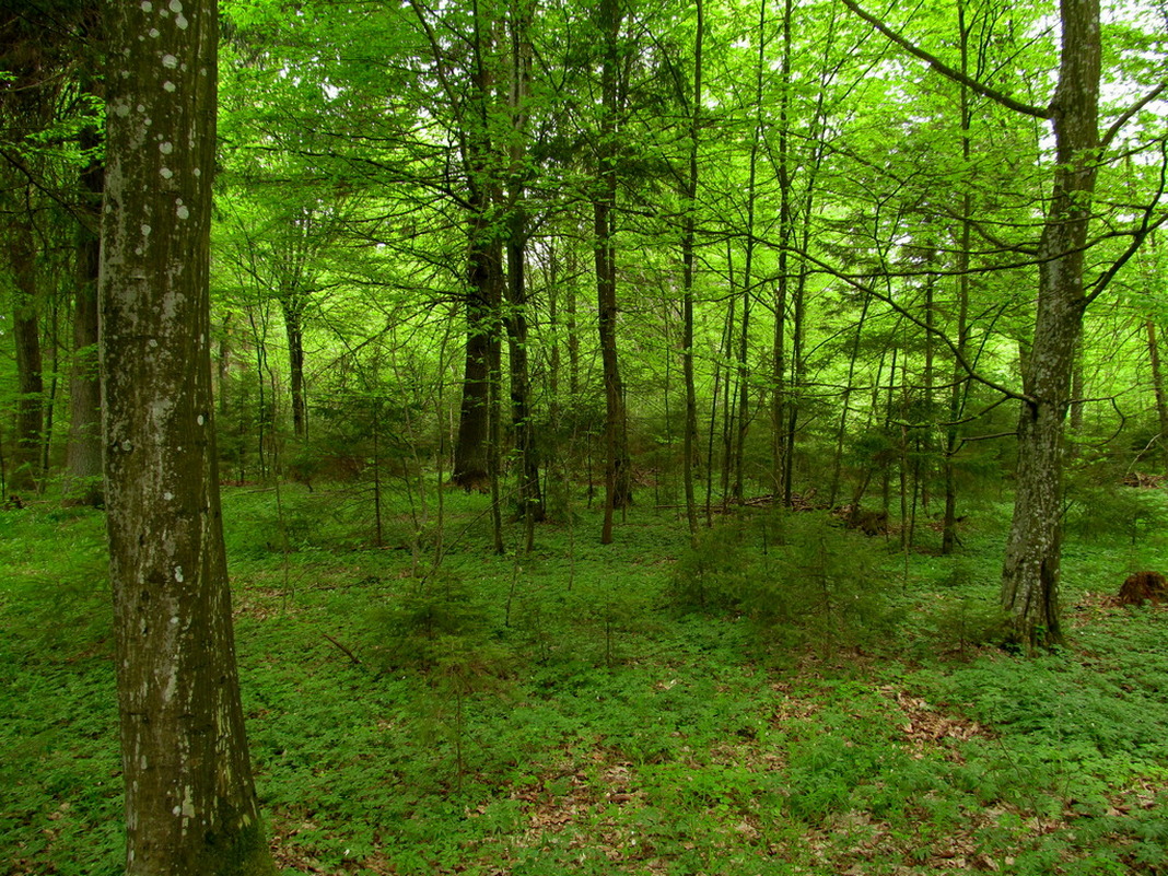 Урочище Липники, image of landscape/habitat.