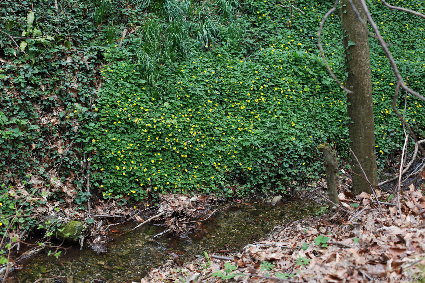 Долина ручья Красный Водопад, image of landscape/habitat.