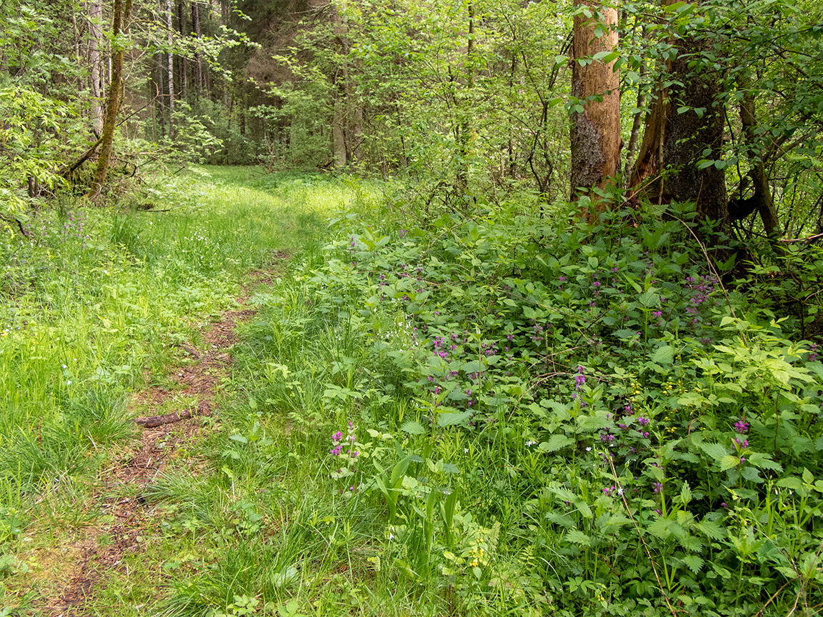 Дубна, image of landscape/habitat.