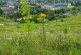 Image of landscape