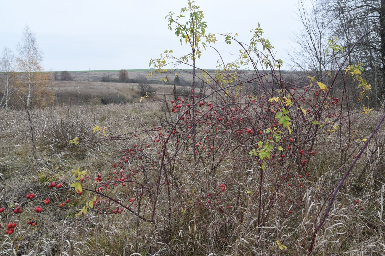 Окрестности села Хитрово, image of landscape/habitat.