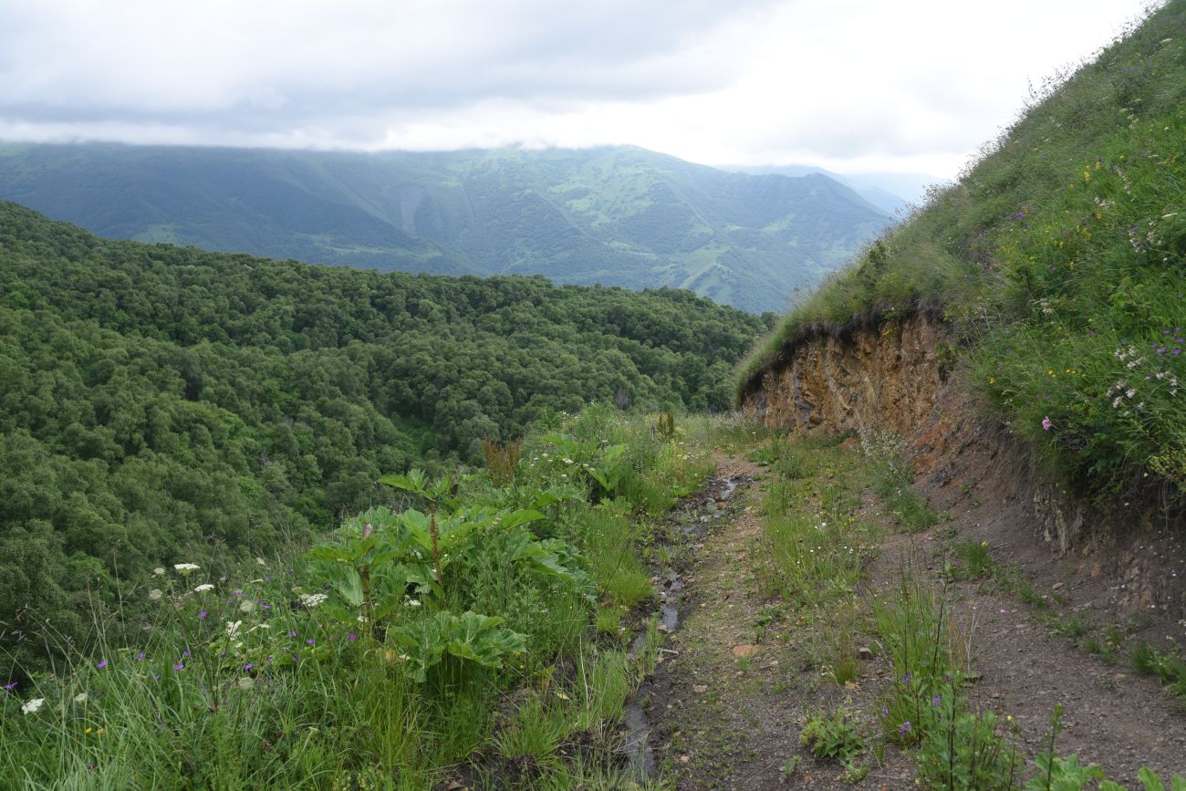 Сигнальная гора, image of landscape/habitat.