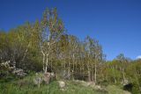 Окрестности озера Немрут, image of landscape/habitat.
