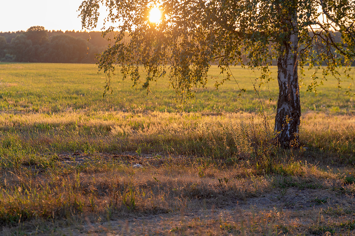 Бобинка и окрестности, image of landscape/habitat.