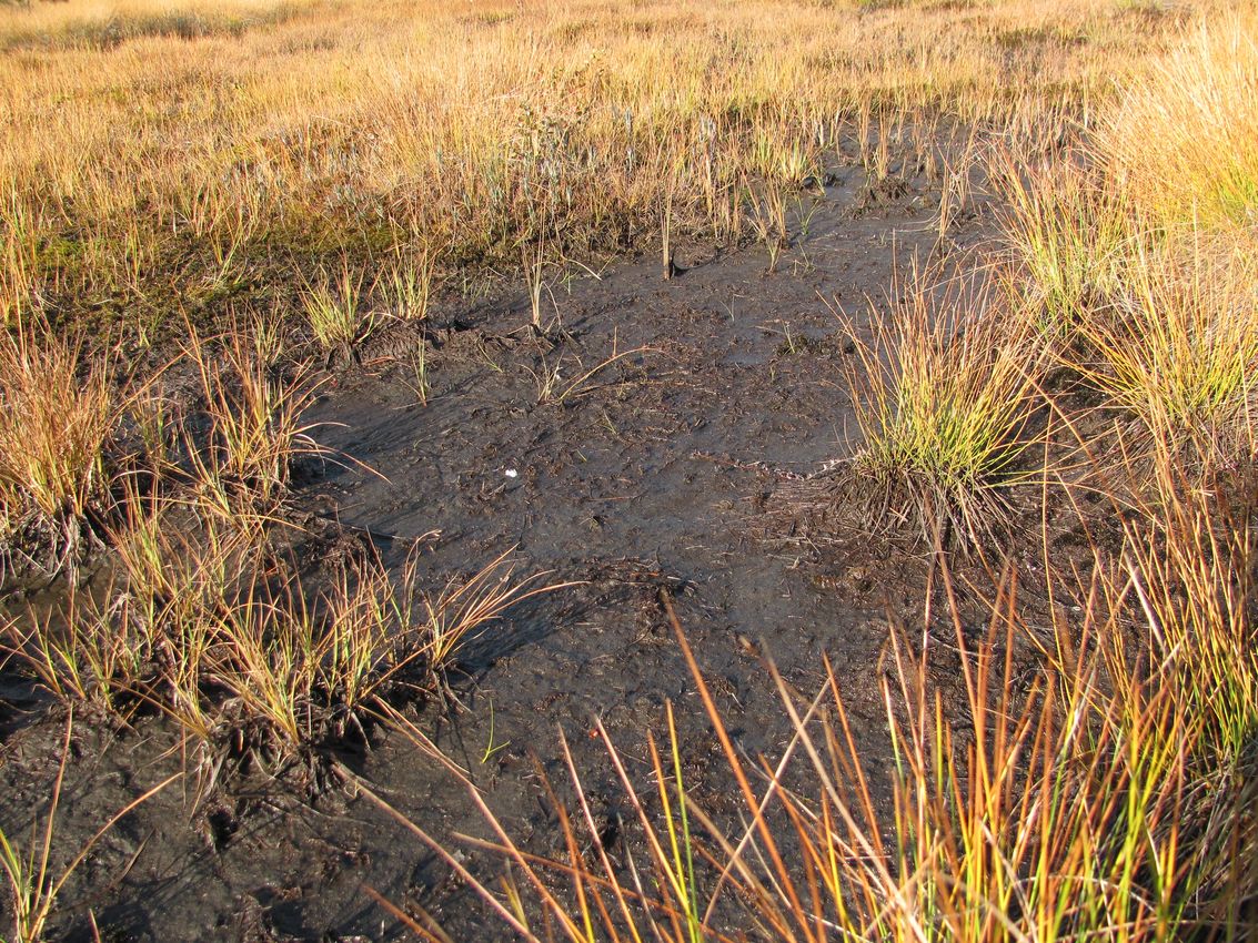 Северные окрестности Архангельска, image of landscape/habitat.