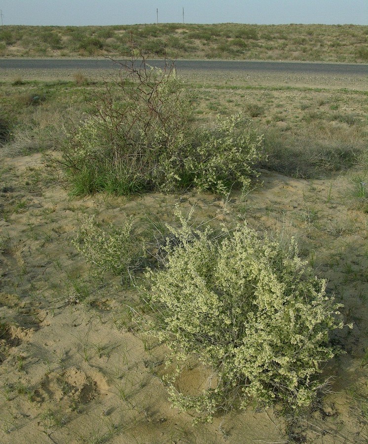 Аральск, image of landscape/habitat.