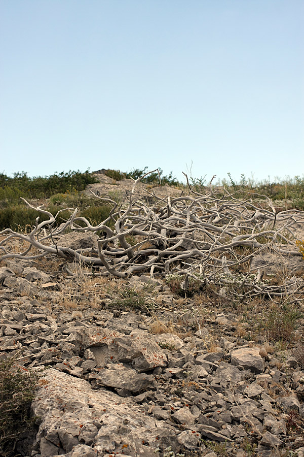 Горы Алатау, image of landscape/habitat.