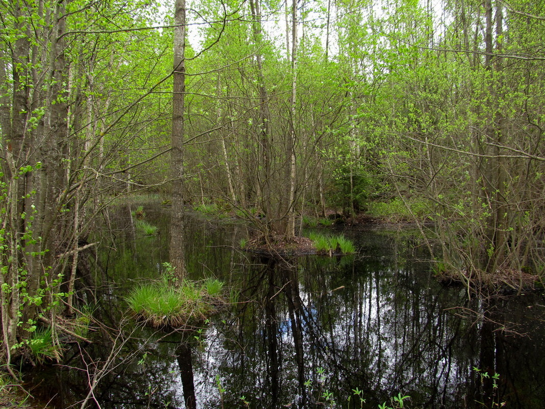 Попковицкий Лес, изображение ландшафта.