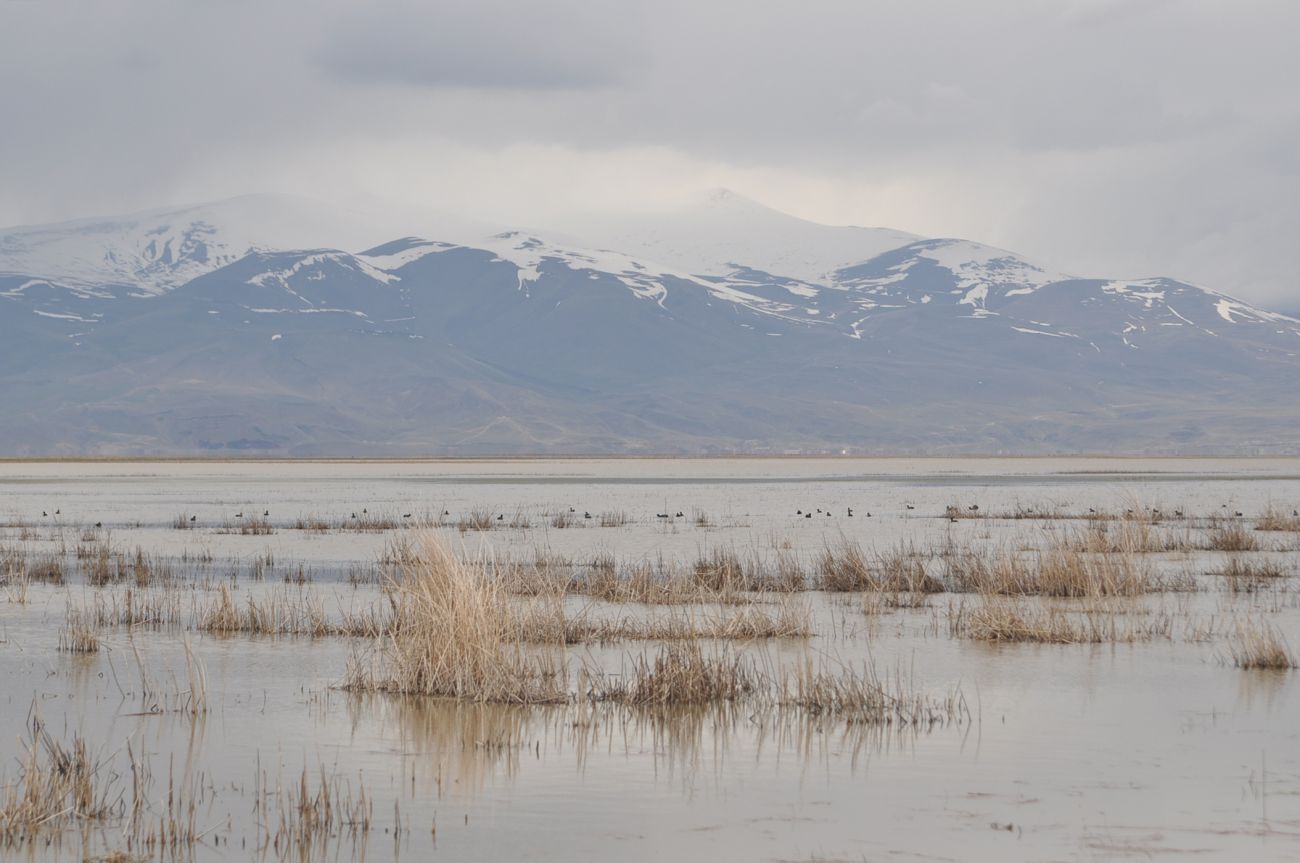 Юго-западное подножие Арарата, image of landscape/habitat.