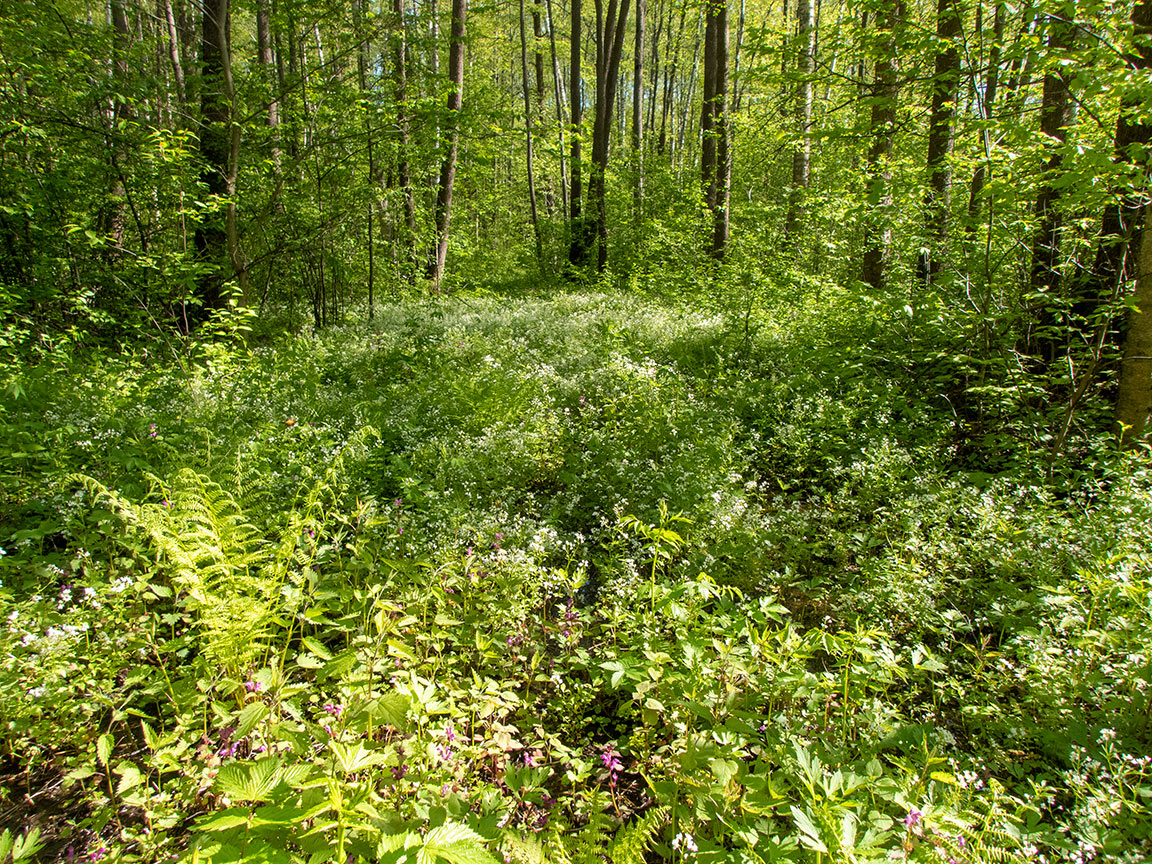 Дубна, image of landscape/habitat.