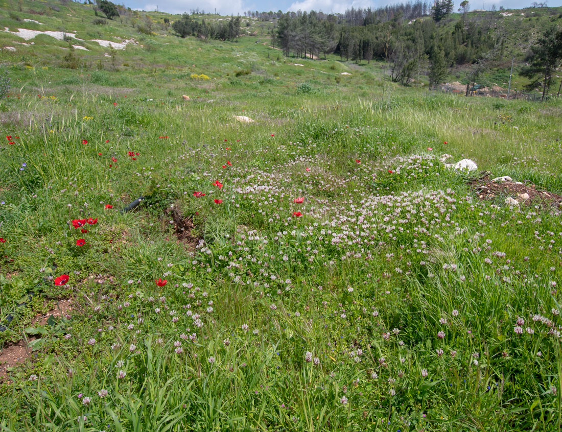 Нижняя Галилея, image of landscape/habitat.